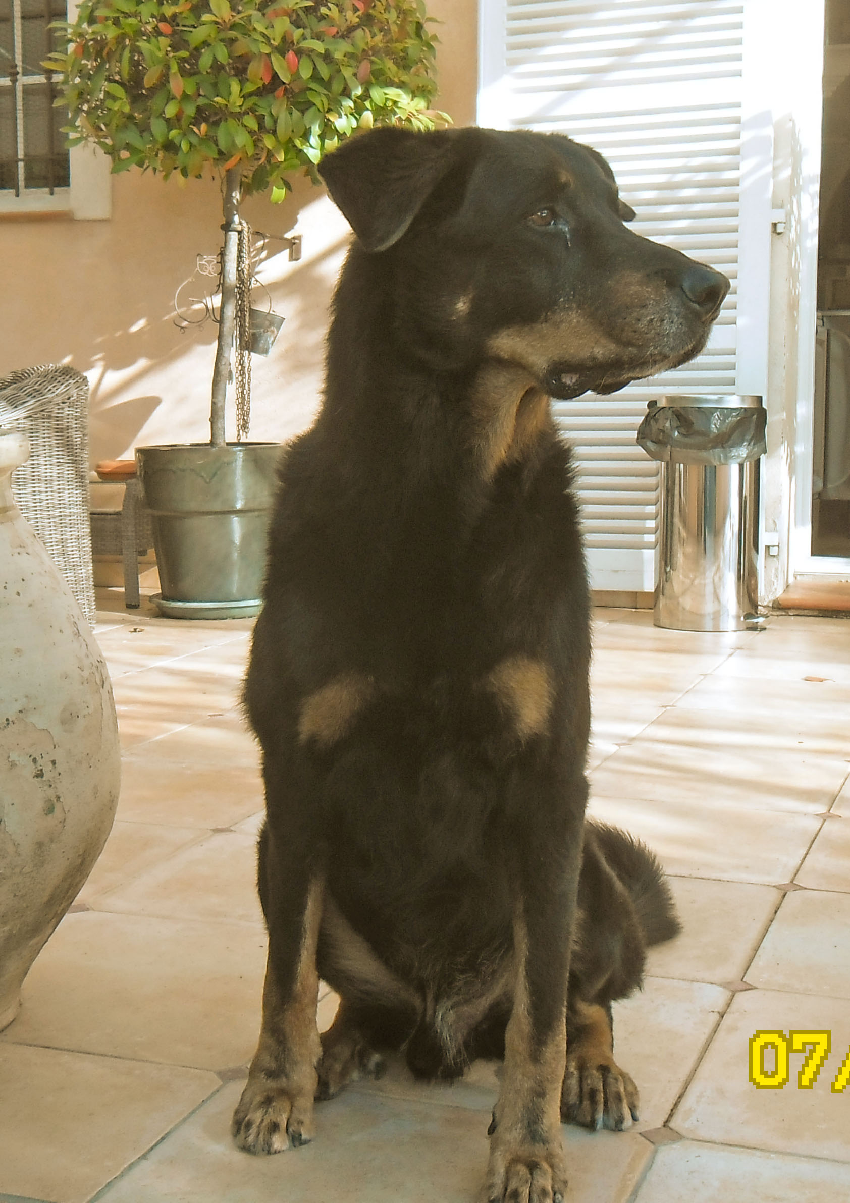  domainedelalicorne.fr photo chien beauceron photo chiot beauceron Elevage de beauceron chiot beauceron pure race élevage du clos de la licorne elevage des gardiens de la licorne elevage beauceron noir et feu authentique gros gabarits élevage de Beauceron familial sérieux et qualité domainedelalicorne.fr suivi des chiots conseil d’éducation chiot propre bas rouge santé caractère spécialiste du beauceron noir et feu ou arlequin chien rustique berger de France  nos chiots sont élevés avec amour et attention notre passion au service de la qualité Beauceron de qualité et sportif domaine de la licorne 04380 BARRAS élevage en liberté éleveur berger de beauce élevage de beauceron de travail 06 11 20 51 93 site domainedelalicorne.fr mail domainedelalicorne@gmail.com